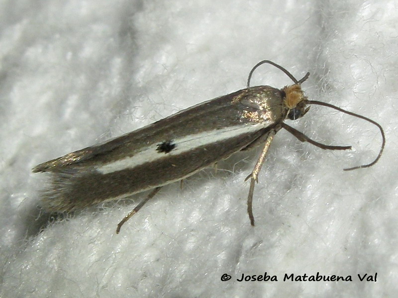 Parahyponomeuta egregiella - Yponomeutidae